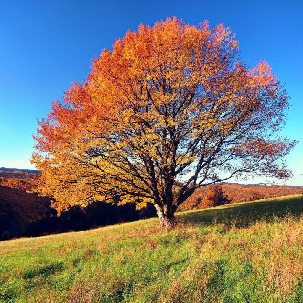 Fall